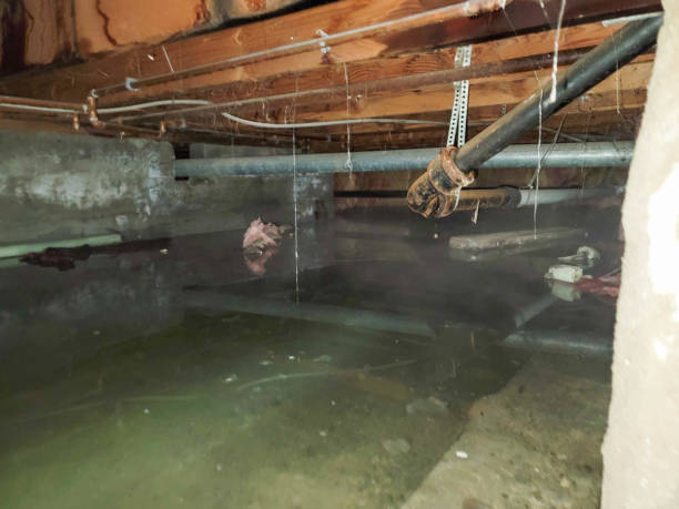 Best Water damage restoration near me  in Orono, MN