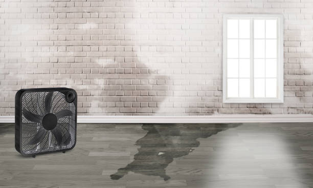 Best 24/7 water damage repair  in Orono, MN